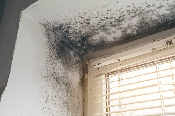 Affordable Black Mold Remediation solutions in Aragon, GA